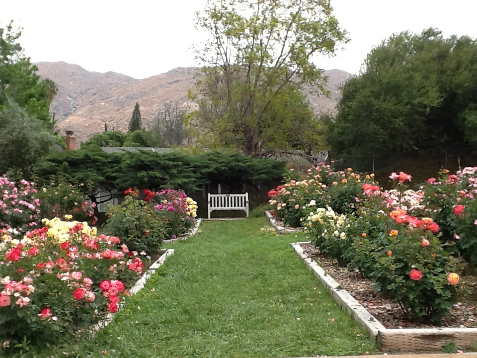 Rose bushes at the Botanical Gardens