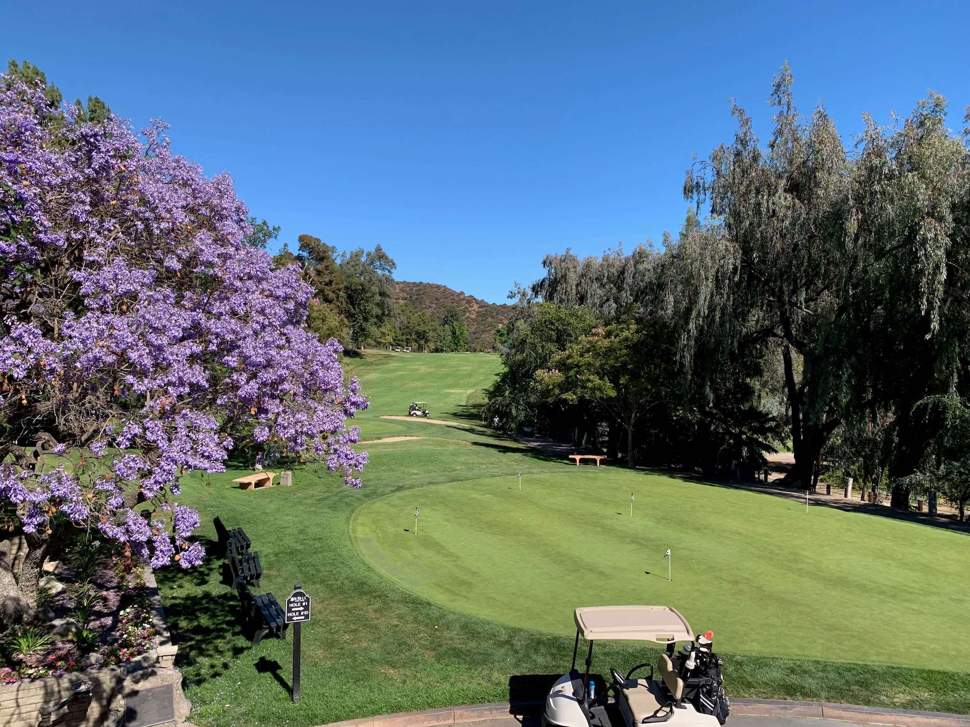 Purple tree overlooking the De Bell Disc Golf Course