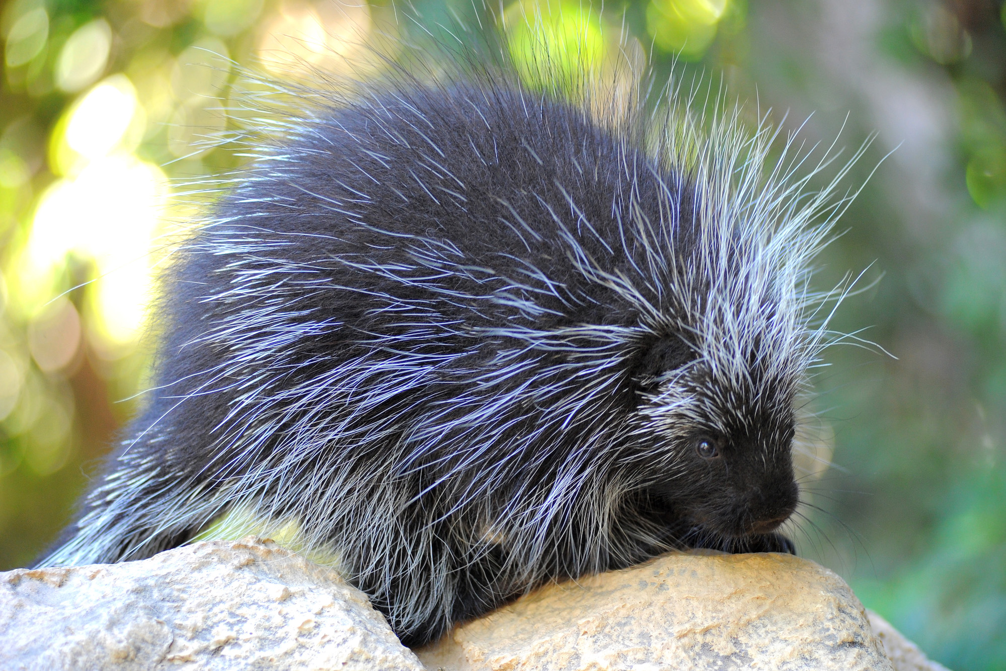 Betty the Porcupine at the Wildlife Learning Center.