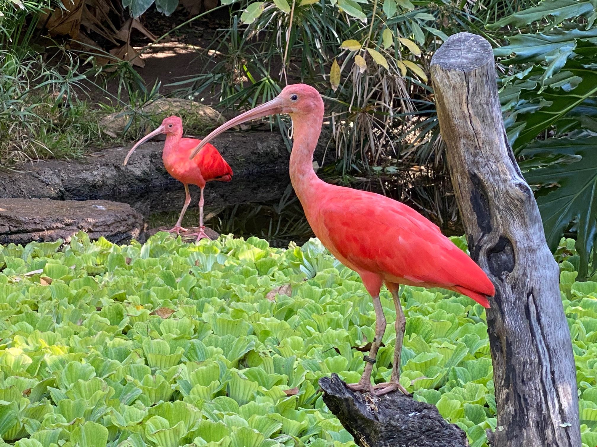 Santa Ana Zoo Explore Metrolink