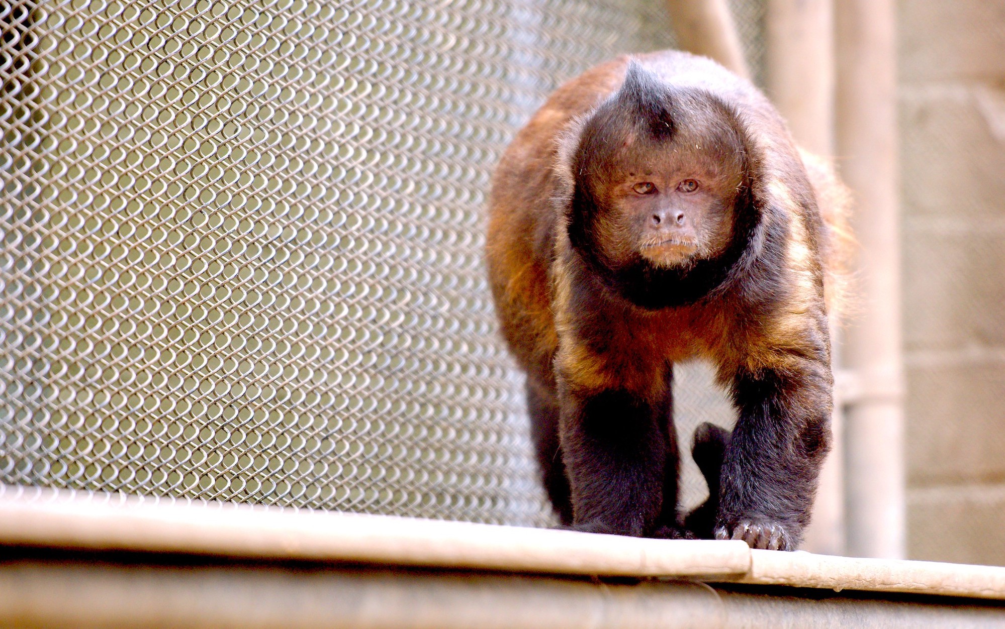 Capuchin at Santa Ana Zoo
