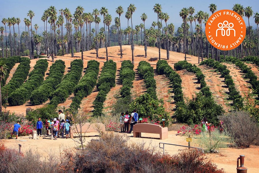 Rows of orange trees with palms in the background. Image stamped with Family Friendly Badge.