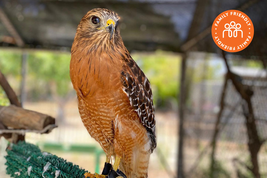 A red shouldered hawk. Image stamped with Family Friendly Badge