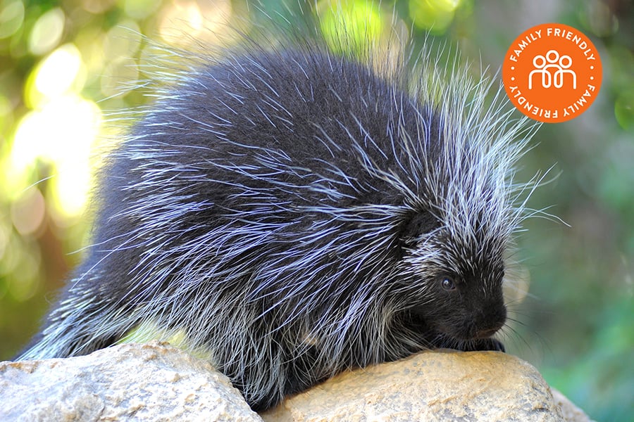 Betty the porcupine at the Wildlife Learning Center.  Image is stamped with Family Friendly badge.