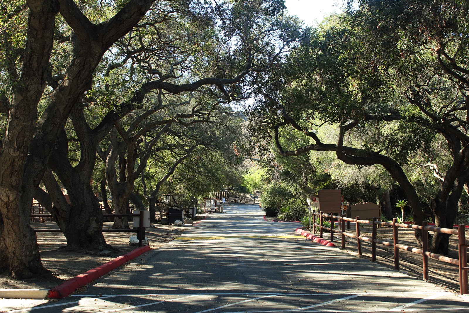 Tree lined street at Camarillo Grove Park.