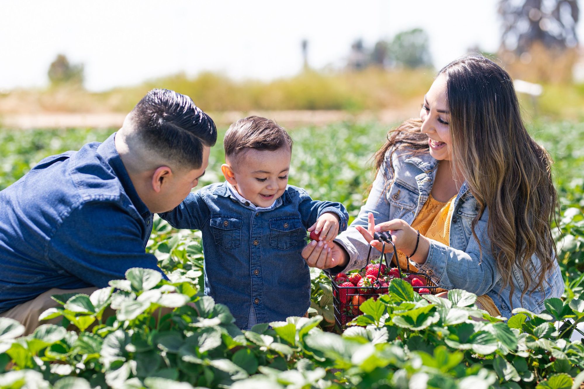 Man, woman, and child picking strawberries at The Abundant Table at McGrath Family Farm.