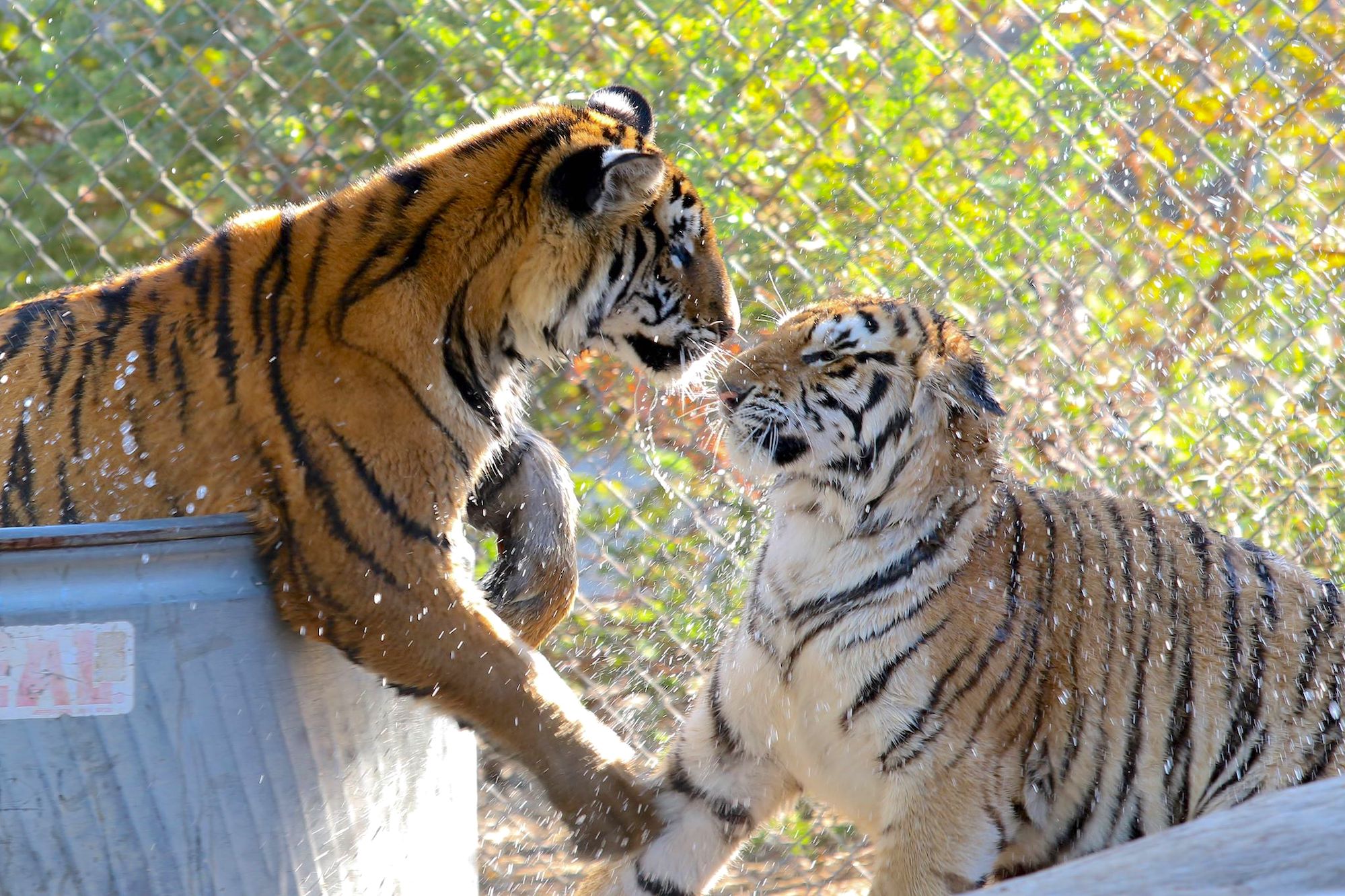 Two tigers facing each other