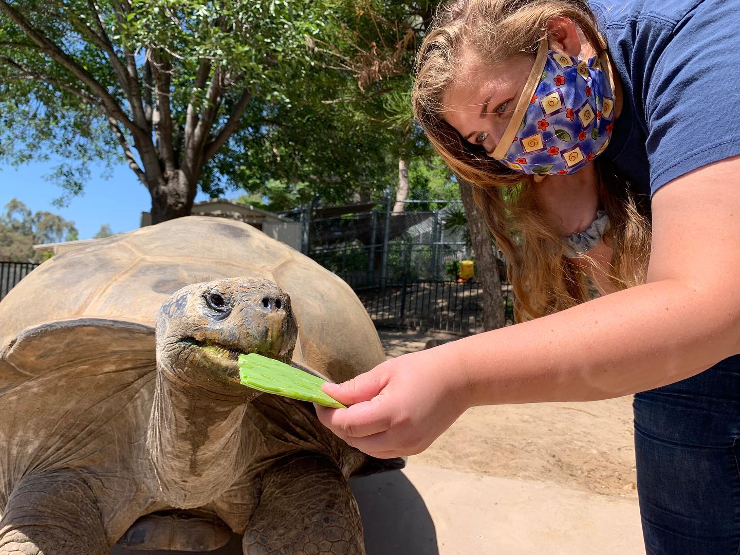 Feeding a tortoise