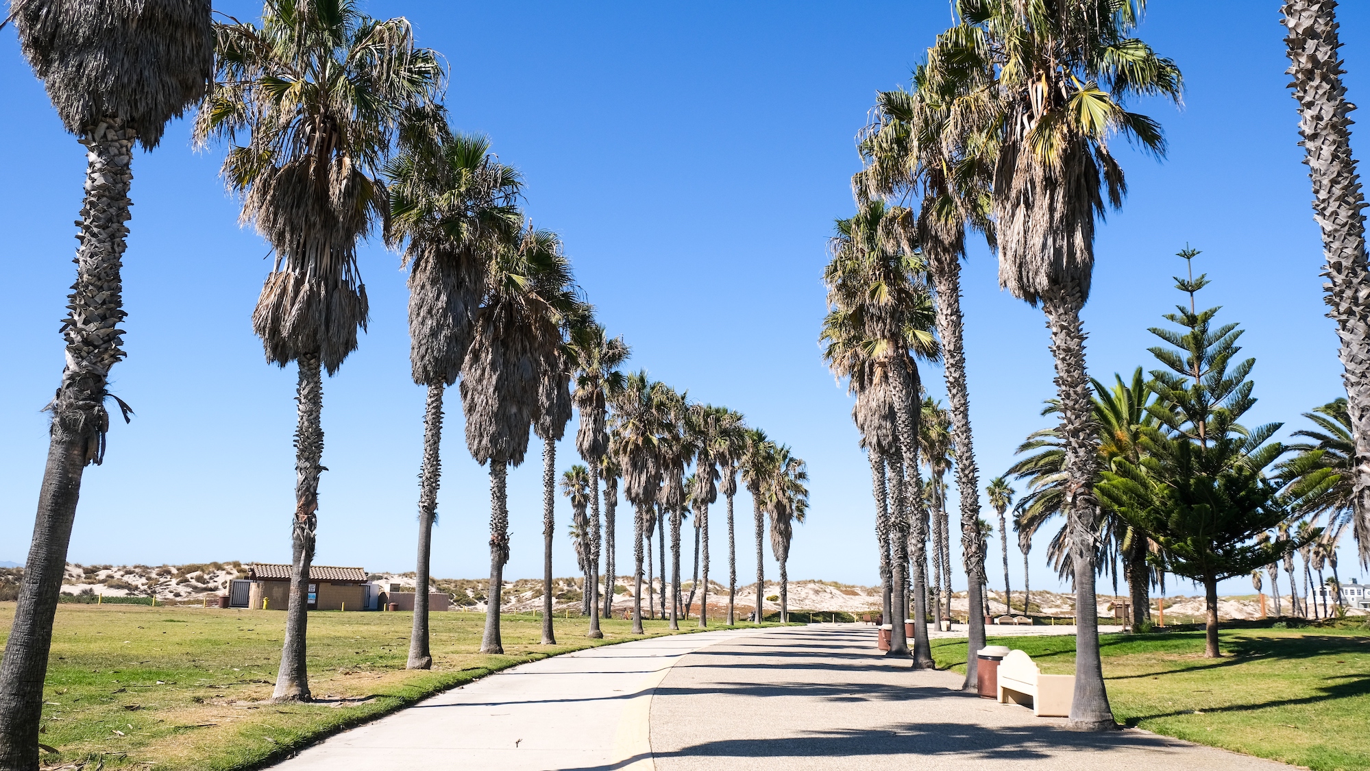 Palm tree lined walkway at Oxnard State Beach.